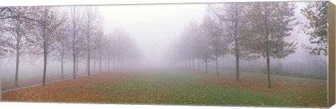 Framed Trees in Fog Schleissheim Germany Print