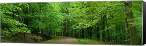 Framed Road Through a Forest near Kassel Germany Print