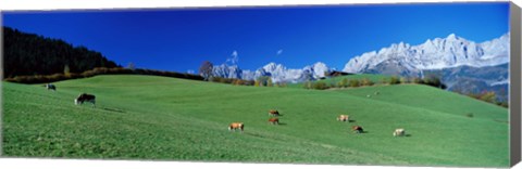 Framed Cattle Graze in Alps Wilder Kaiser Going Austria Print