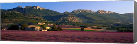 Framed Lavender Fields And Farms, High Provence, La Drome, France Print