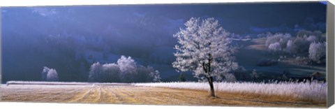 Framed Trees With Frost, Franstanz, Tyrol, Austria Print