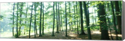 Framed Forest Scene with Fog, Odenwald, near Heidelberg, Germany Print