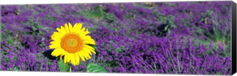 Framed Lone sunflower in Lavender Field, France Print