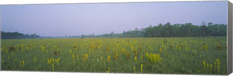 Framed Yellow Trumpet Pitcher Plants In A Field, Apalachicola National Forest, Florida, USA Print