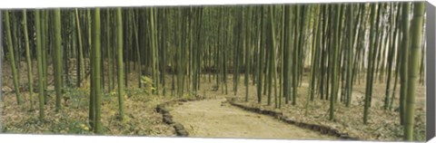 Framed Bamboo Trees, Kyoto, Japan Print