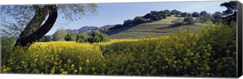 Framed Mustard Flowers Blooming In A Field, Napa Valley, California Print