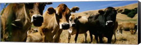 Framed Close Up Of Cows, California, USA Print