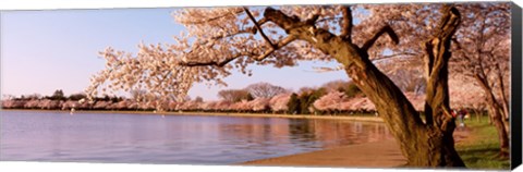 Framed Cherry blossom tree along a lake, Potomac Park, Washington DC, USA Print