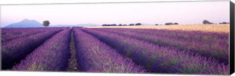 Framed Lavender Field, Plateau De Valensole, France Print