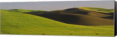 Framed Wheat Field On A Landscape, Whitman County, Washington State, USA Print