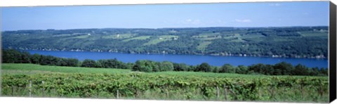 Framed Vineyard with a lake in the background, Keuka Lake, Finger Lakes, New York State, USA Print