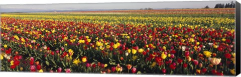 Framed Tulip Field, Willamette Valley, Oregon, USA Print