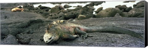 Framed Marine Iguana Galapagos Islands Print