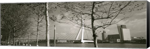 Framed Bridge Over A River, Erasmus Bridge, Rotterdam, Netherlands Print