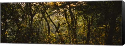 Framed Sunset over a forest, Monteverde Cloud Forest, Costa Rica Print