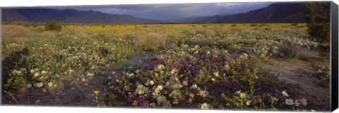 Framed High angle view of wildflowers in a landscape, Anza-Borrego Desert State Park, California, USA Print