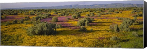 Framed High Angle View Of Wildflowers In A Landscape, Santa Rosa, Sonoma Valley, California, USA Print