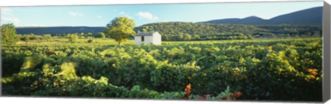 Framed Vineyard Provence France Print