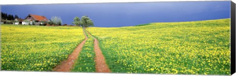 Framed Dirt road passing through a field, Germany Print