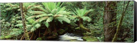 Framed Rainforest, Mt. Field National Park, Tasmania, Australia Print