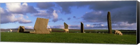 Framed Sheep, Stones Of Stenness, Orkney Islands, Scotland, United Kingdom Print