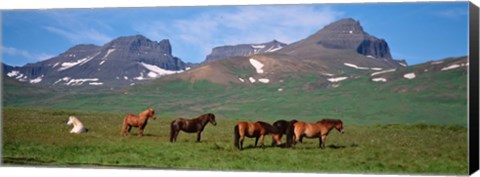 Framed Horses in Borgarfjordur, Iceland Print