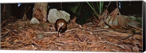 Framed Lord Howe Woodhen Bird Standing Under The Tree, Lord Howe Island, Australia Print