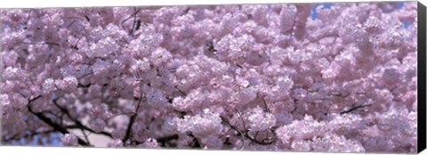 Framed USA, Washington DC, Close-up of cherry blossoms Print