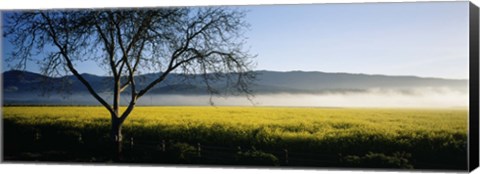 Framed Fog over crops in a field, Napa Valley, California, USA Print