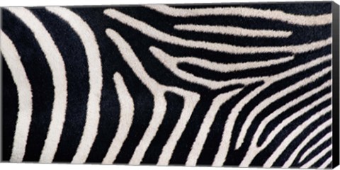 Framed Close-up of Greveys zebra stripes Print