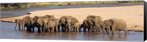 Framed Herd of African elephants at a river Print