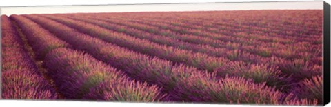 Framed Close-up of Lavender fields, Plateau de Valensole, France Print