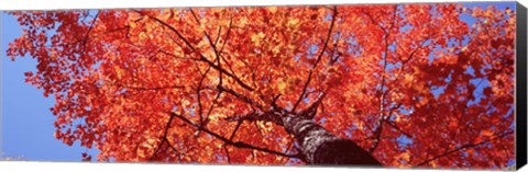 Framed Low Angle View Of A Maple Tree, Acadia National Park, Mount Desert Island, Maine, USA Print