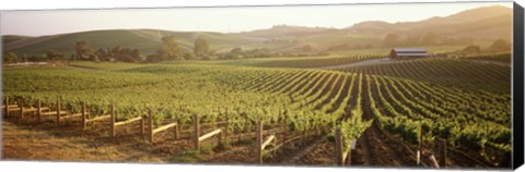 Framed Panoramic view of vineyards, Carneros District, Napa Valley, California, USA Print