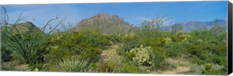 Framed Ocotillo Plants In A Park, Big Bend National Park, Texas, USA Print