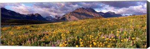 Framed Flowers in a field, Glacier National Park, Montana, USA Print