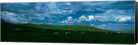 Framed Charolais cattle grazing in a field, Rocky Mountains, Montana, USA Print