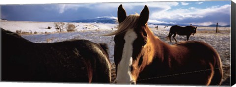 Framed Horses in a field, Montana, USA Print