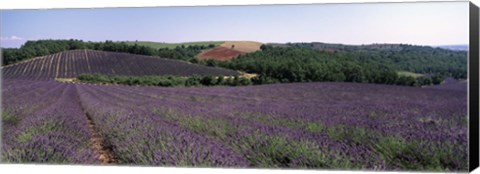 Framed Lavenders Growing In A Field, Provence, France Print