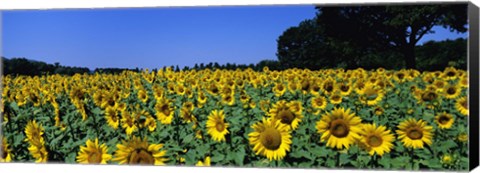 Framed Sunflowers In A Field, Provence, France Print