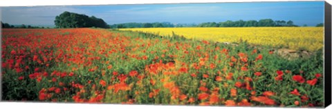 Framed Flowers in a field, Bath, England Print