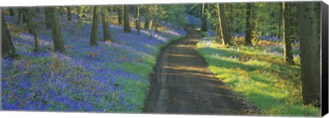 Framed Bluebell flowers along a dirt road in a forest, Gloucestershire, England Print