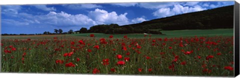 Framed Flowers On A Field, Staxton, North Yorkshire, England, United Kingdom Print