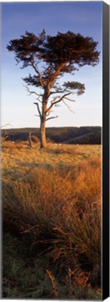 Framed Tree On A Landscape, Golden Hour, Helwath Plantation, Scarborough, North Yorkshire, England, United Kingdom Print