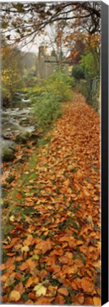 Framed Leaves On The Grass In Autumn, Sneaton, North Yorkshire, England, United Kingdom Print