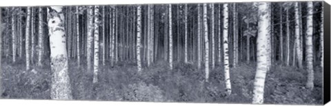 Framed Birch Trees In A Forest, Finland Print