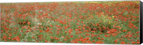 Framed Poppies growing in a field, Sicily, Italy Print