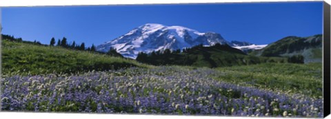 Framed Wildflowers On A Landscape, Mt Rainier National Park, Washington State, USA Print