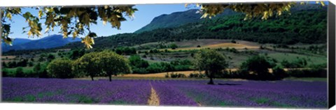 Framed Mountain behind a lavender field, Provence, France Print