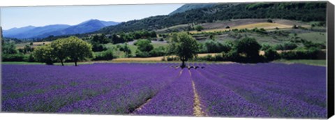 Framed Lavender Field, Provence, France Print